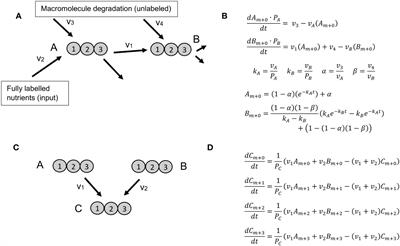 Systematic comparison of local approaches for isotopically nonstationary metabolic flux analysis